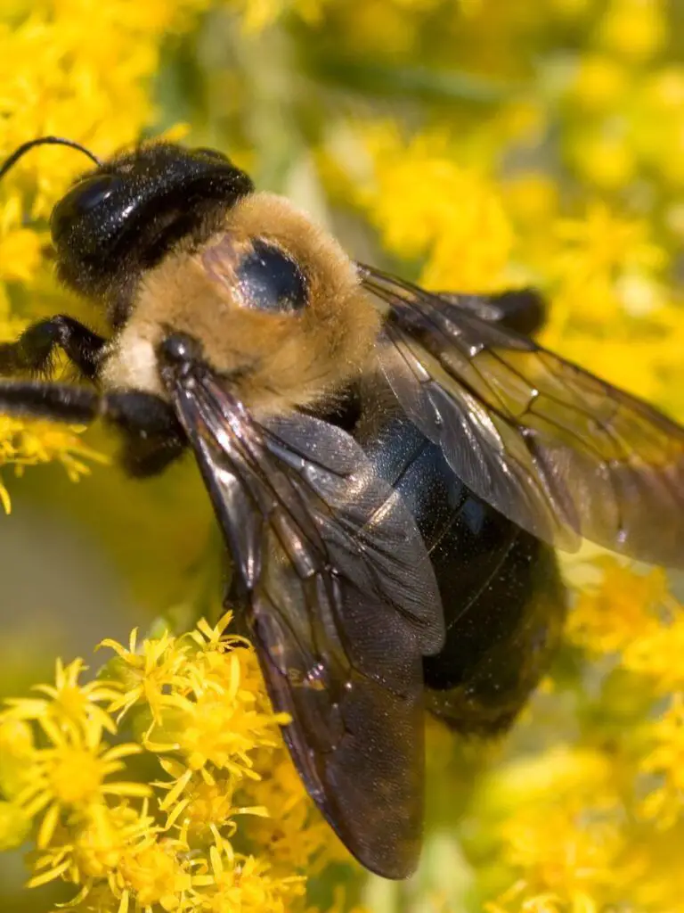 A solitary carpenter bee on a yellow flower that you'll never need to learn how to keep bees away from.