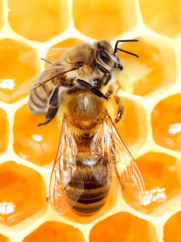 A bee on a honeycomb may be a reason why you want to know how to keep bees away.