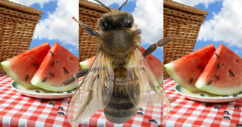 A bee on a picnic table is a prime example of why you might want to know how to keep bees away