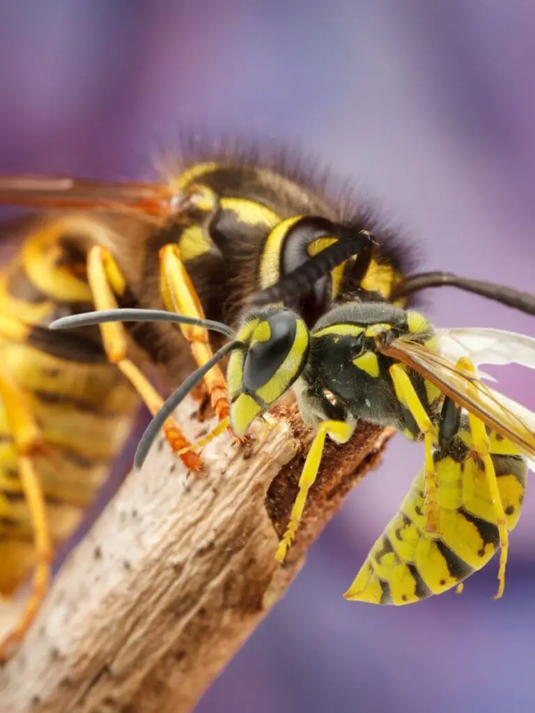 You may want to keep bees away from your home, but you'll definitely want to keep away this close up of a yellow jacket wasp.