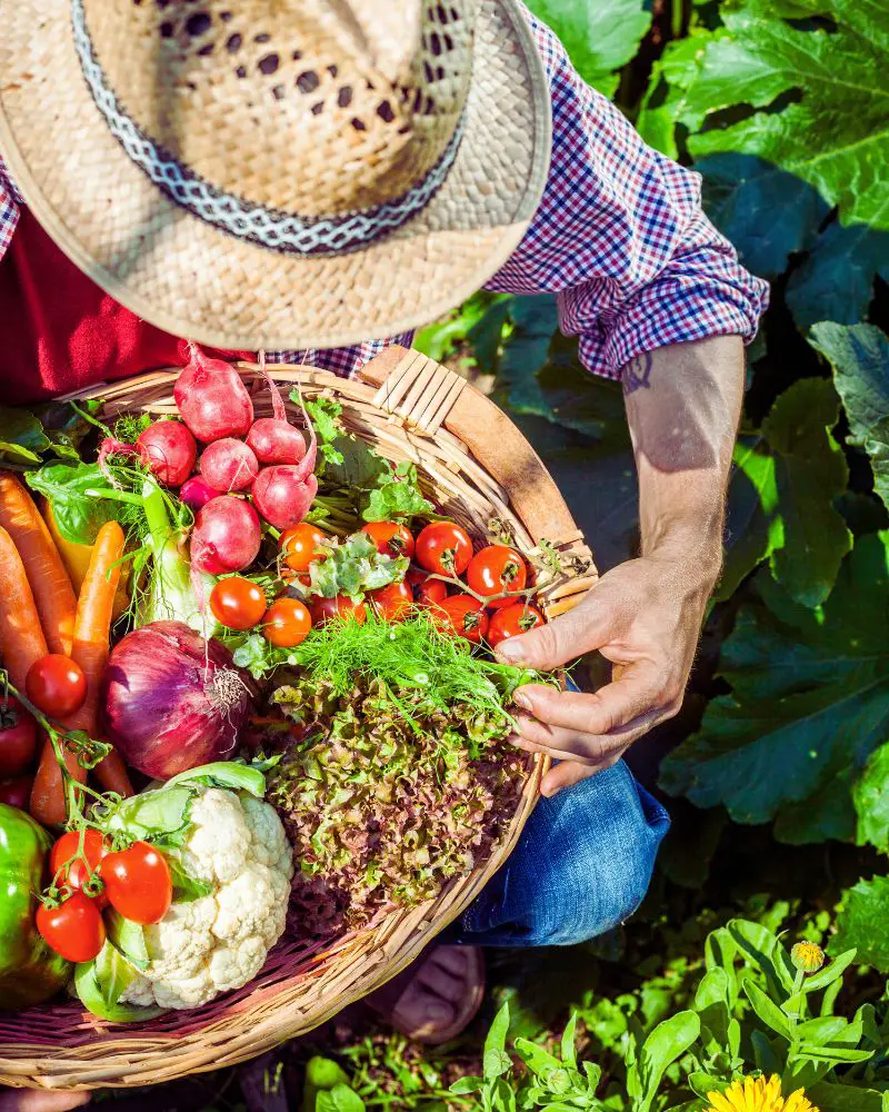 a person holding a basket of vegetables from the garden to demonstrate that gardening is one of many great hobbies for men over 60