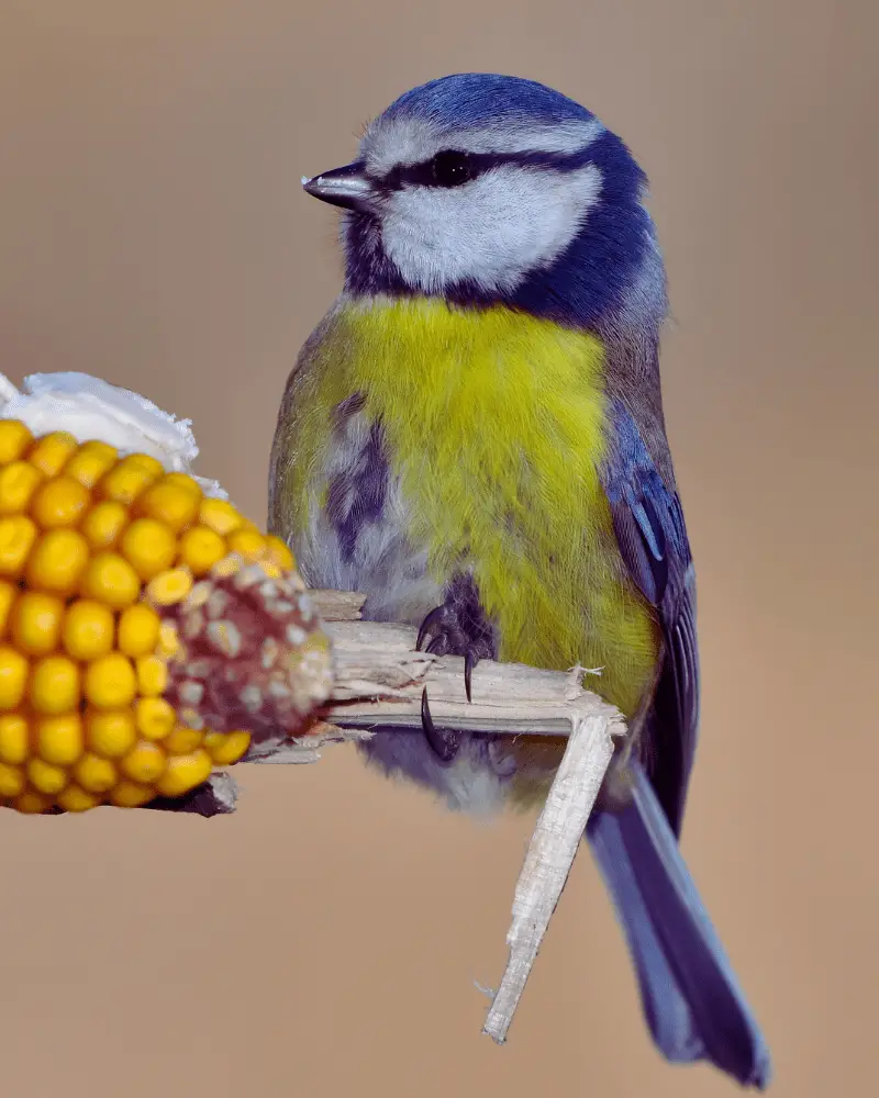 a bird on a branch with corn