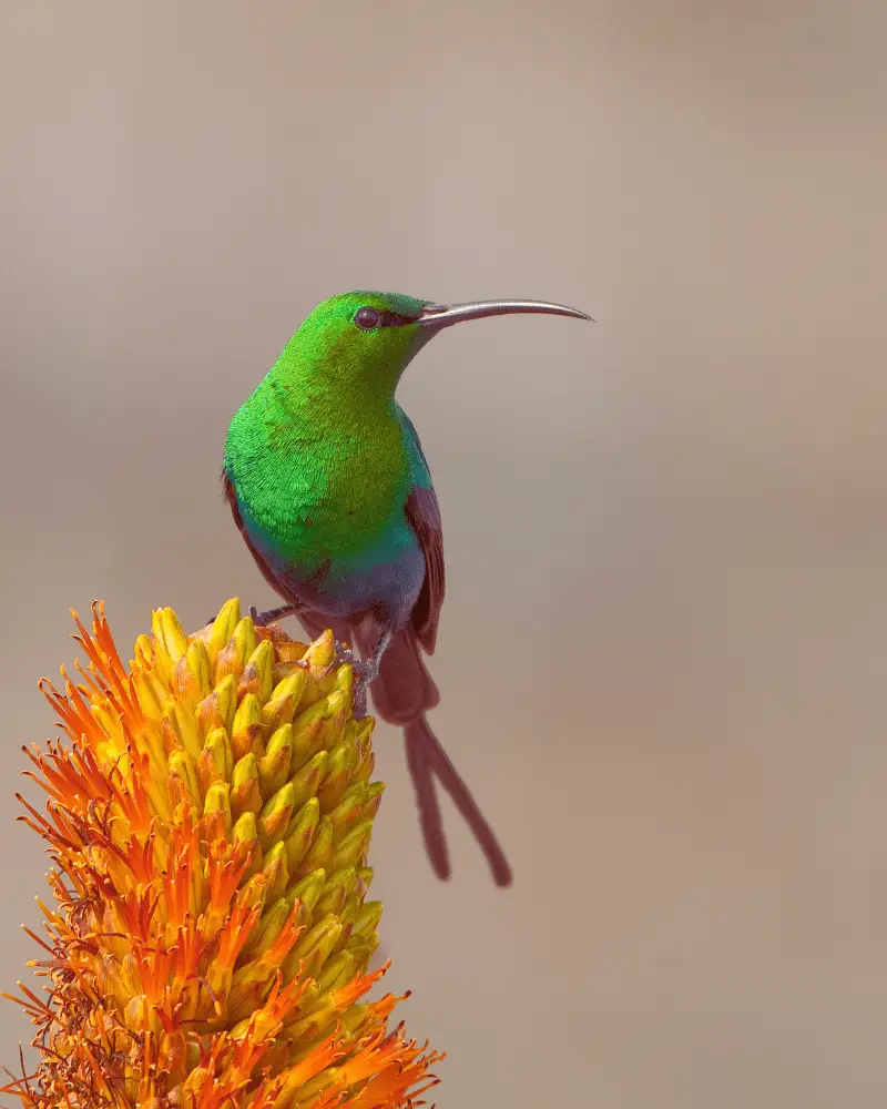 a bird perched on a flower