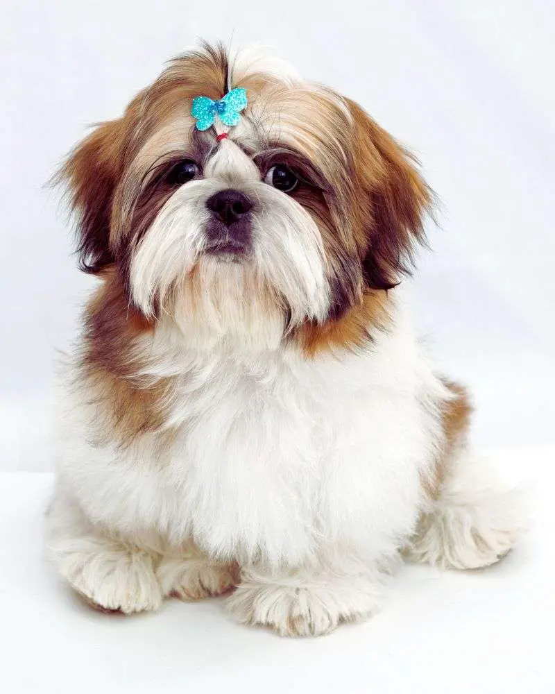 Image of a shih tzu puppy demonstrating one of the best dogs for people over 60