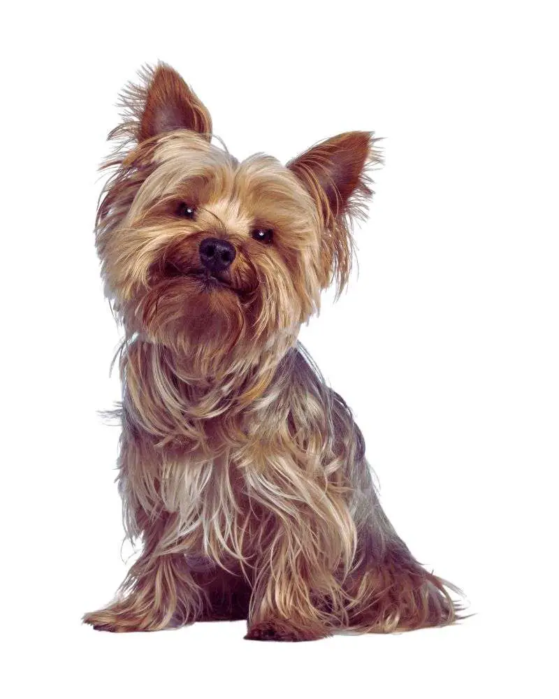 Yorkie dog demonstrating best-dogs-for-people-over-60