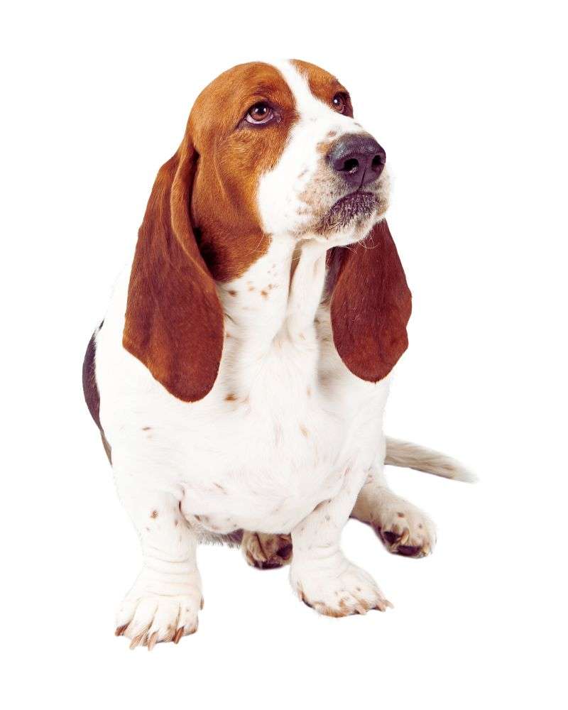 Basset hound demonstrating best-dogs-for-people-over-60