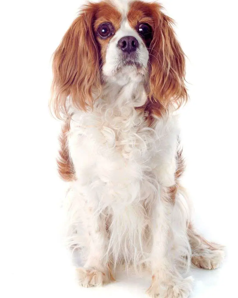 Cavalier King Charles Spaniel demonstrating best-dogs-for-people-over-60