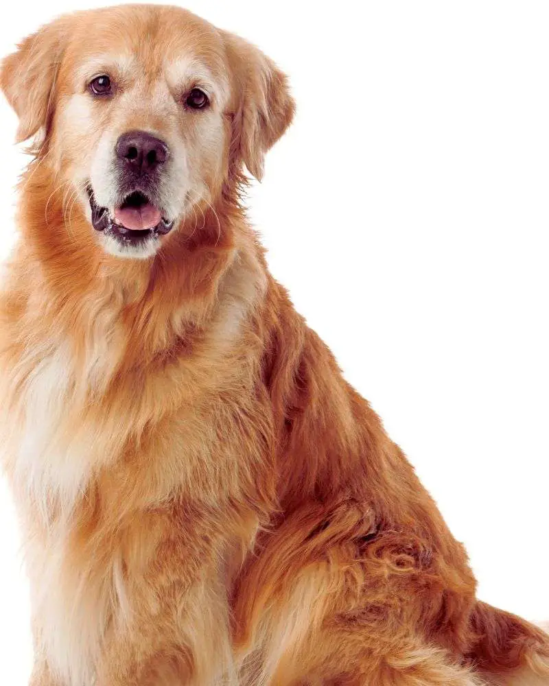 Golden retriever demonstrating best-dogs-for-people-over-60