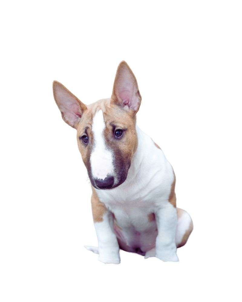 a bull terrier dog sitting on the floor