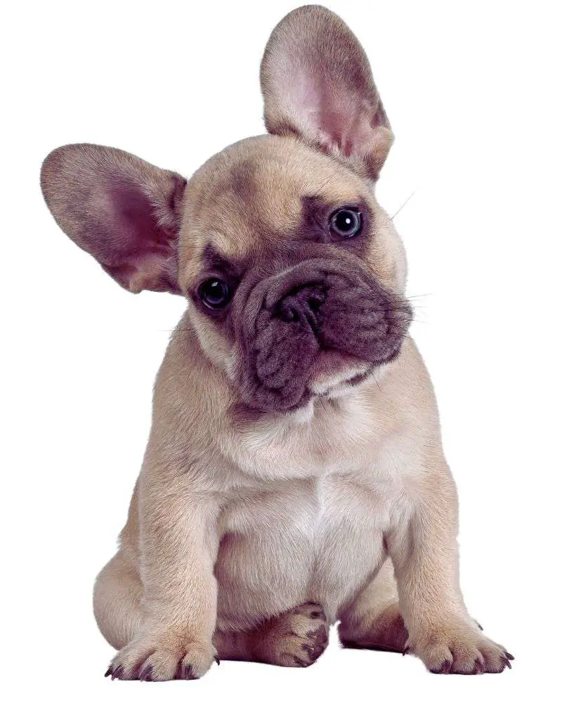 French bulldog demonstrating best-dogs-for-people-over-60