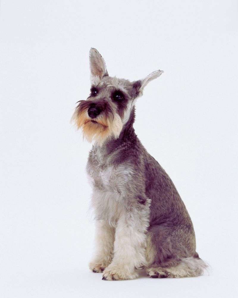 Miniature schnauzer demonstrating best-dogs-for-people-over-60