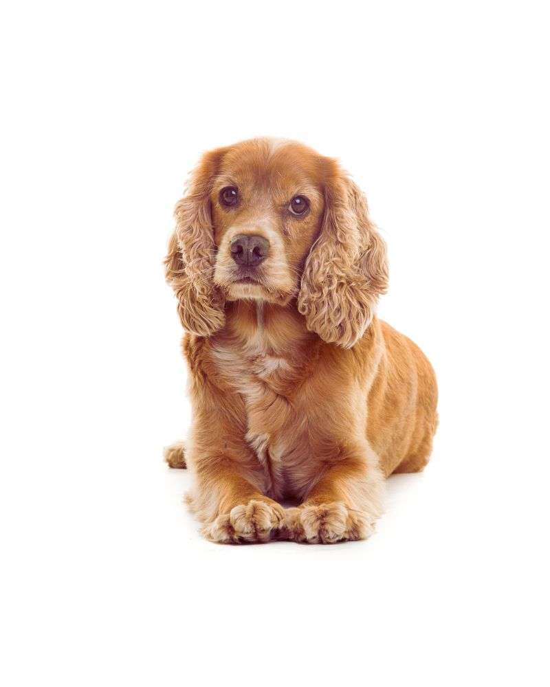 Cocker spaniel demonstrating best-dogs-for-people-over-60