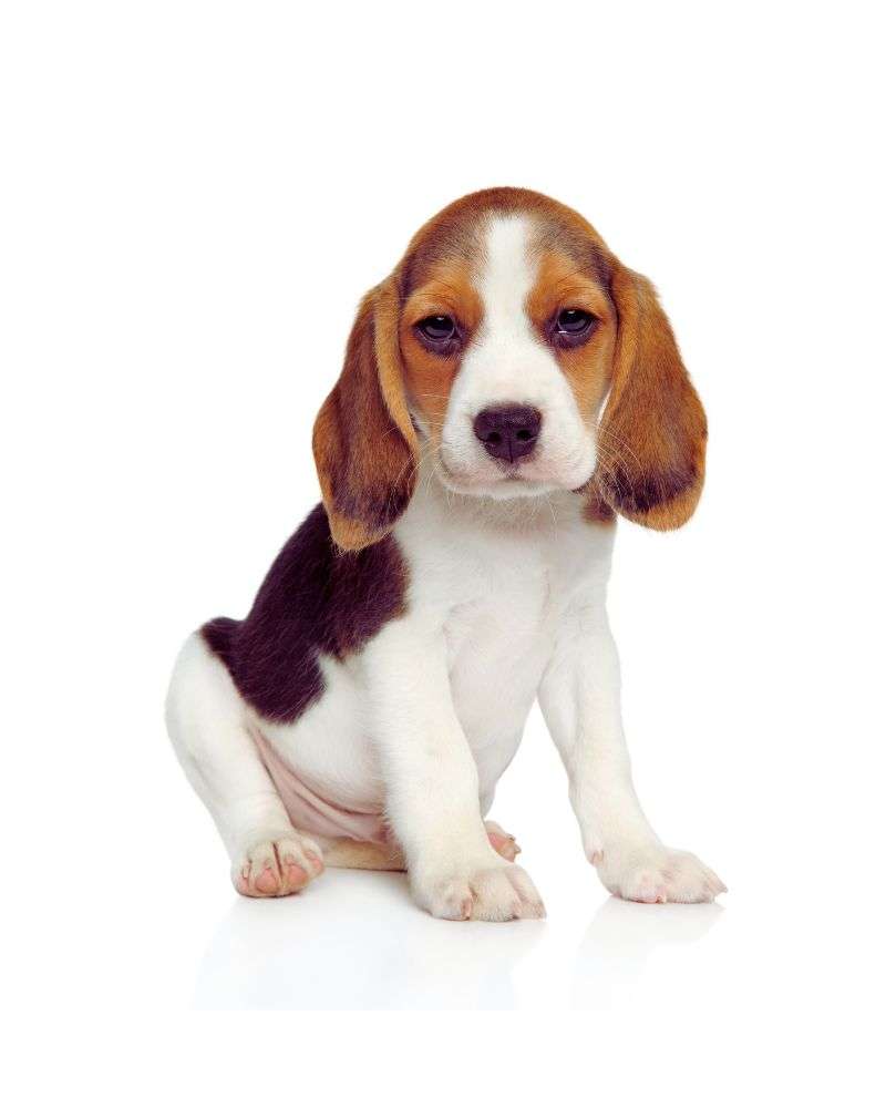 A Beagle puppy could be one of the best dogs for people over 60