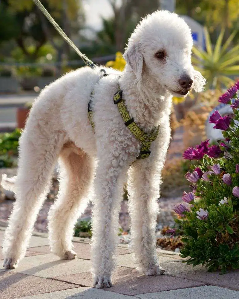 a dog on a leash standing next to purple flowers. 