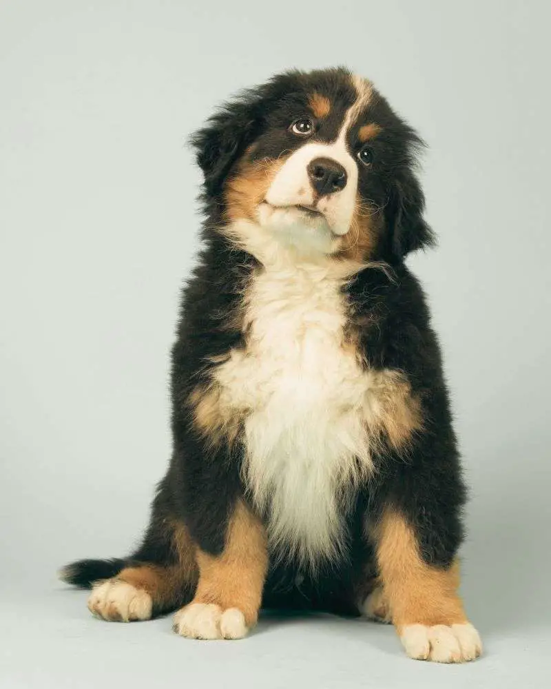 Large dog with black, white, and brown markings.