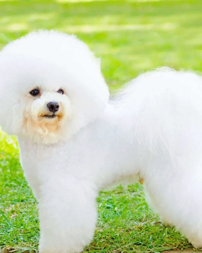 A Bichon Frise could be one of the best dogs for people over 60