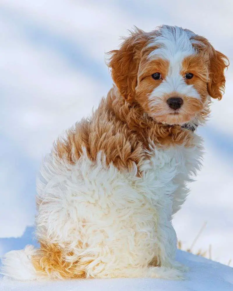 a dog sitting in the snow