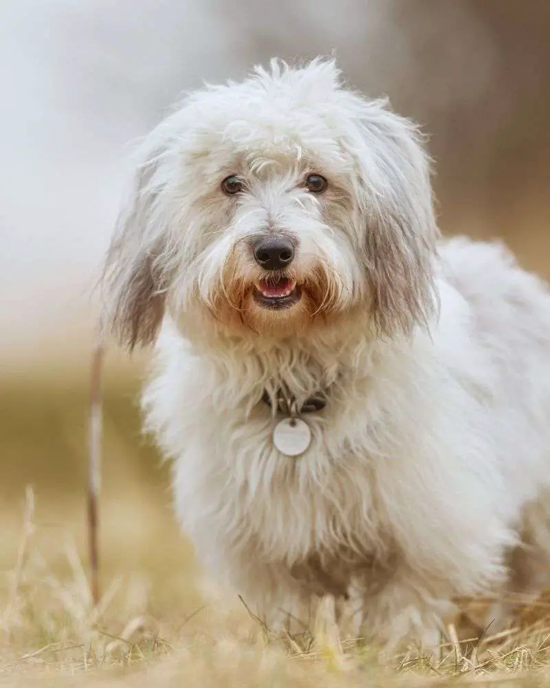 Coton de tulear is a great dog for people over 60