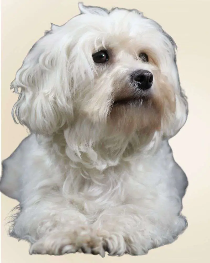 a white dog with long hair