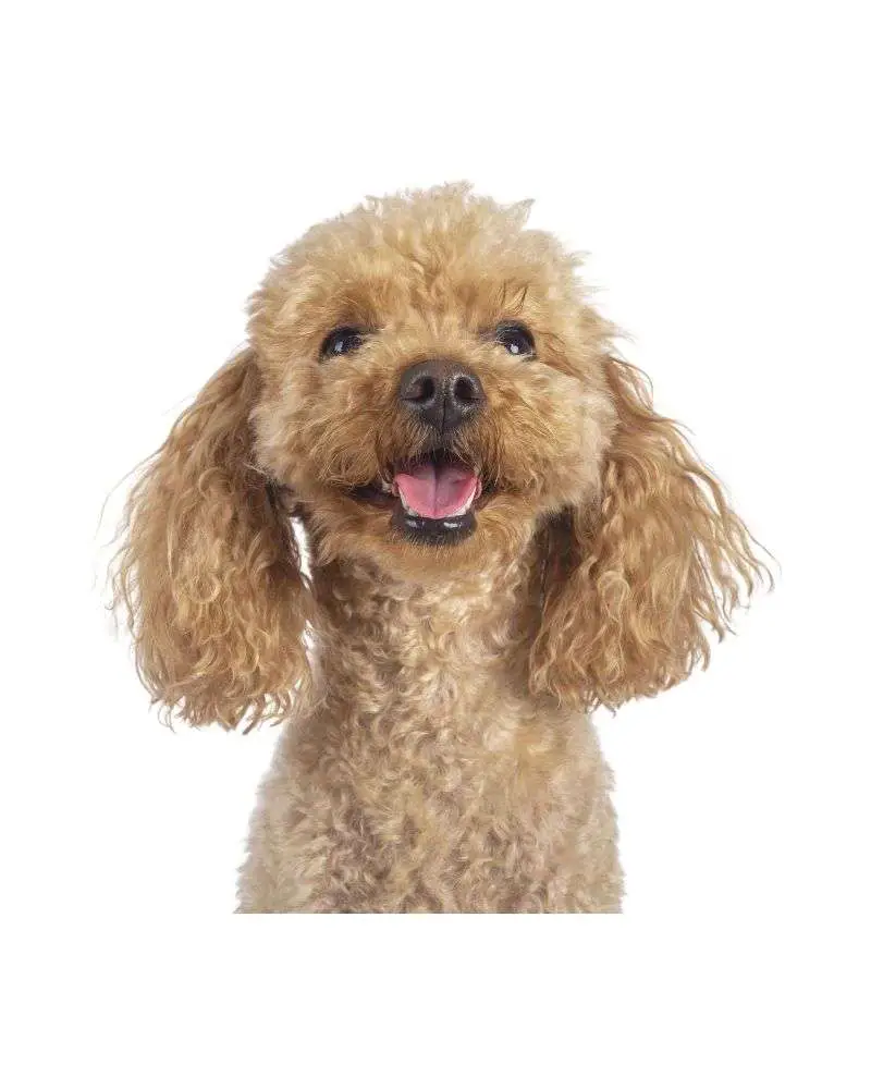 A miniature poodle with blonde fur and curly hair could very well be one of the best dogs for people over 60