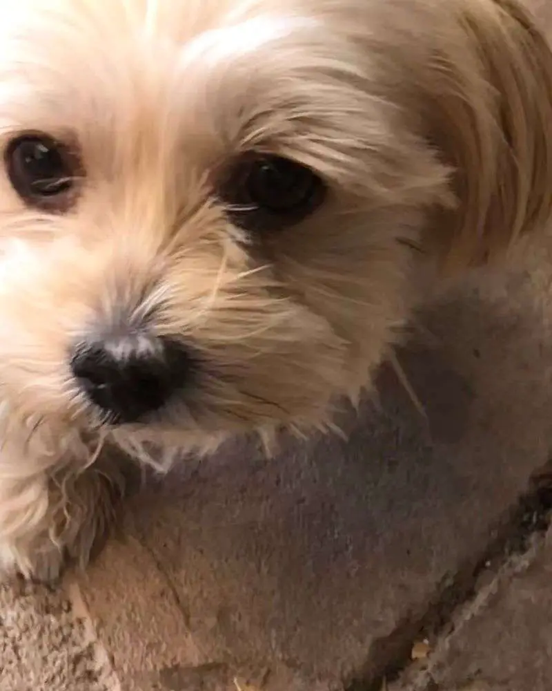 Morkie puppy could be one of the best dogs for people over 60.