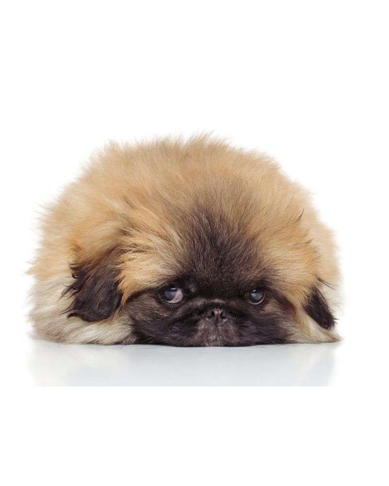 a dog lying on its head