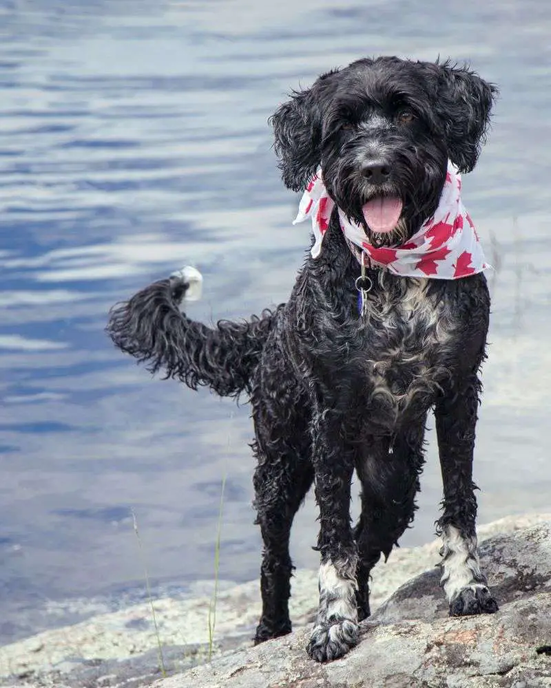 a wet dog standing on a rock near water