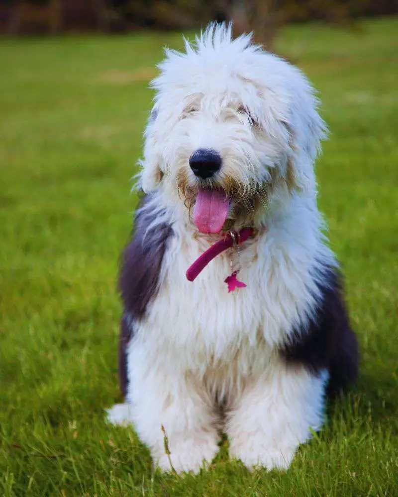 an Old English Sheepdog sitting in the grass demonstrating one of many best dogs for people over 60