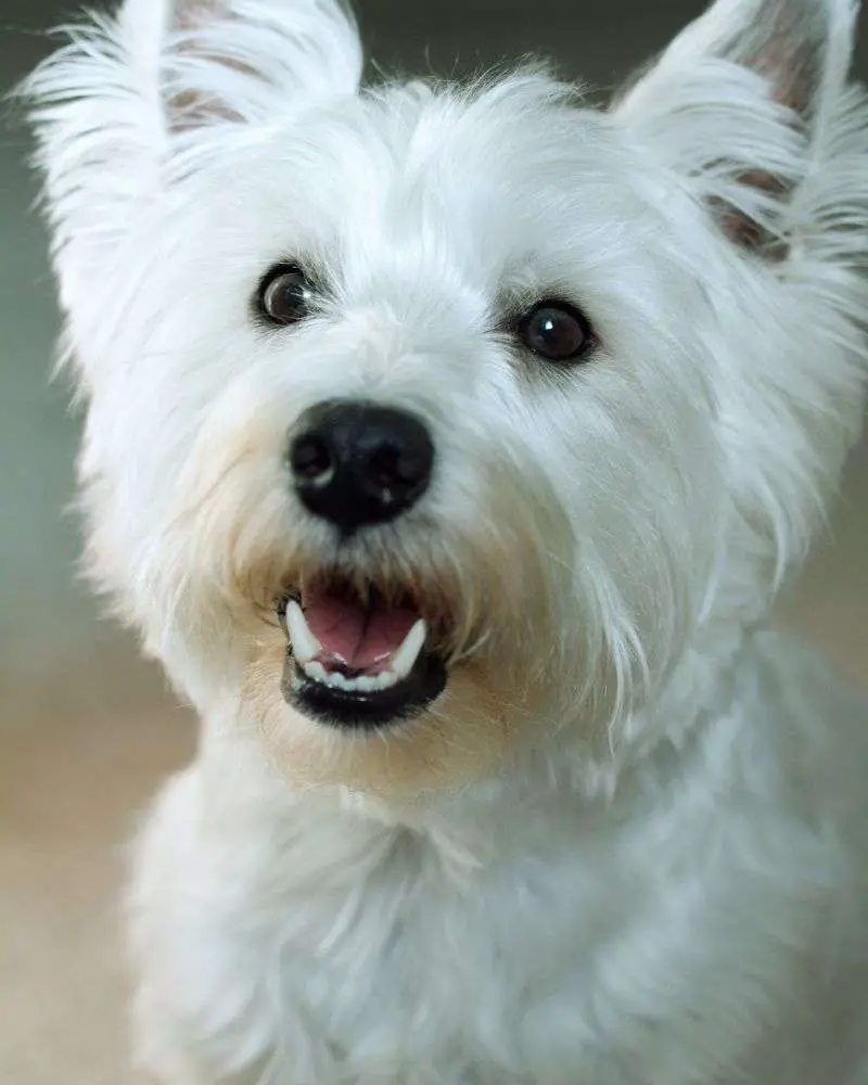 a white West Highland Terrier dog with its mouth open