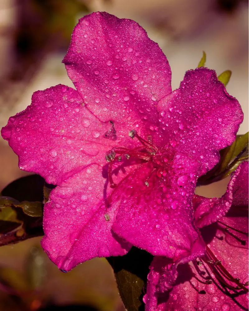 a close up of a flower