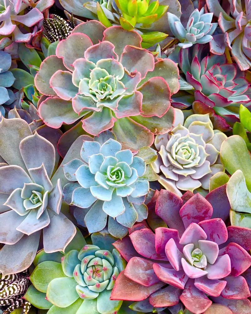 a group of colorful succulents for someone who has asked are succulents perennials?