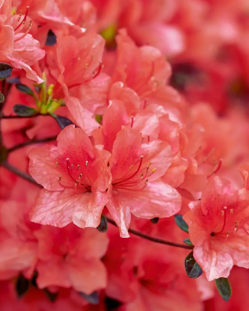 a group of pink flowers