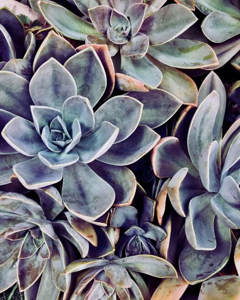 Are succulents perennias? These succulents are considered perennials and will grow year round