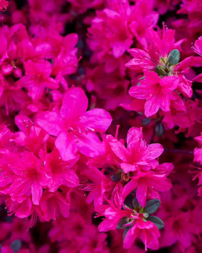 a group of pink flowers