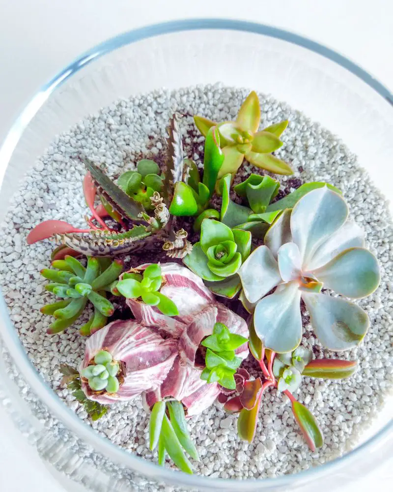 Are succulents perennials? This terrarium has succulents that will thrive all year round.