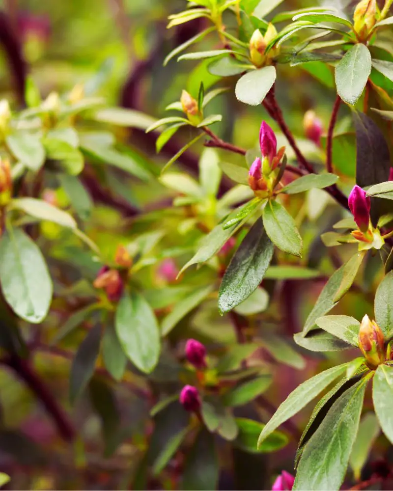 Evergreen shrub in bloom that answers the question of whether encore azaleas are perennials