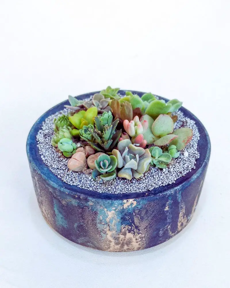 a potted succulent plant