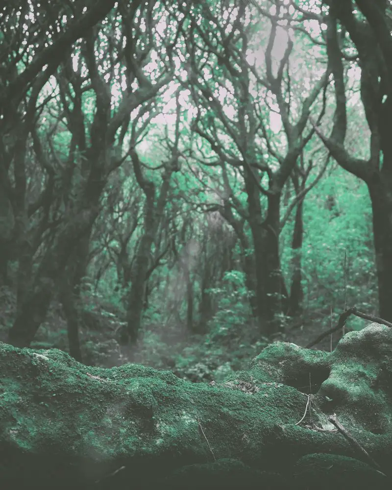 a forest with mossy rocks and trees is a great backdrop to use for inspiration using an AI Haiku Generator