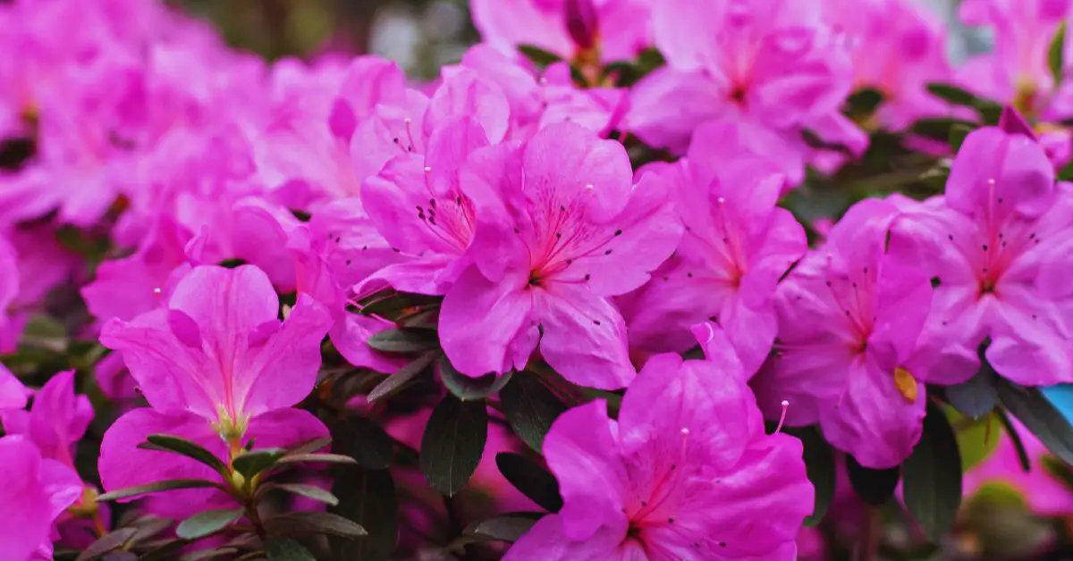 a group of purple flowers found after someone asked "Are encore azaleas perennials?"