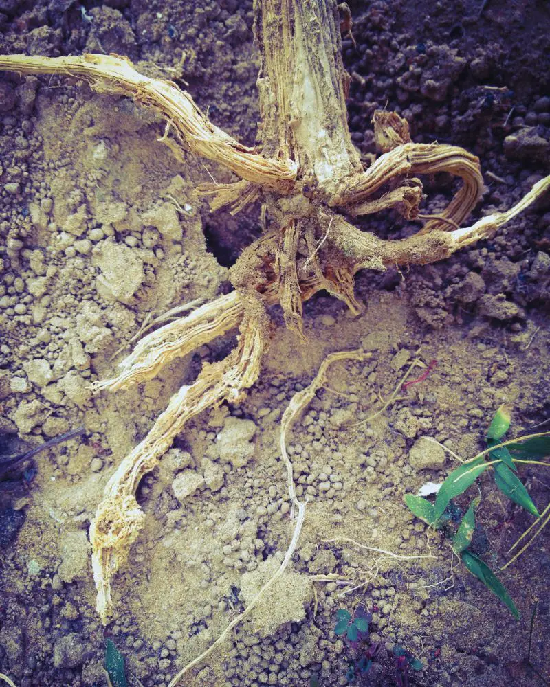 Root rot which is an example of things that can go wrong with learning how to propagate aglaonema pictum tricolor plants