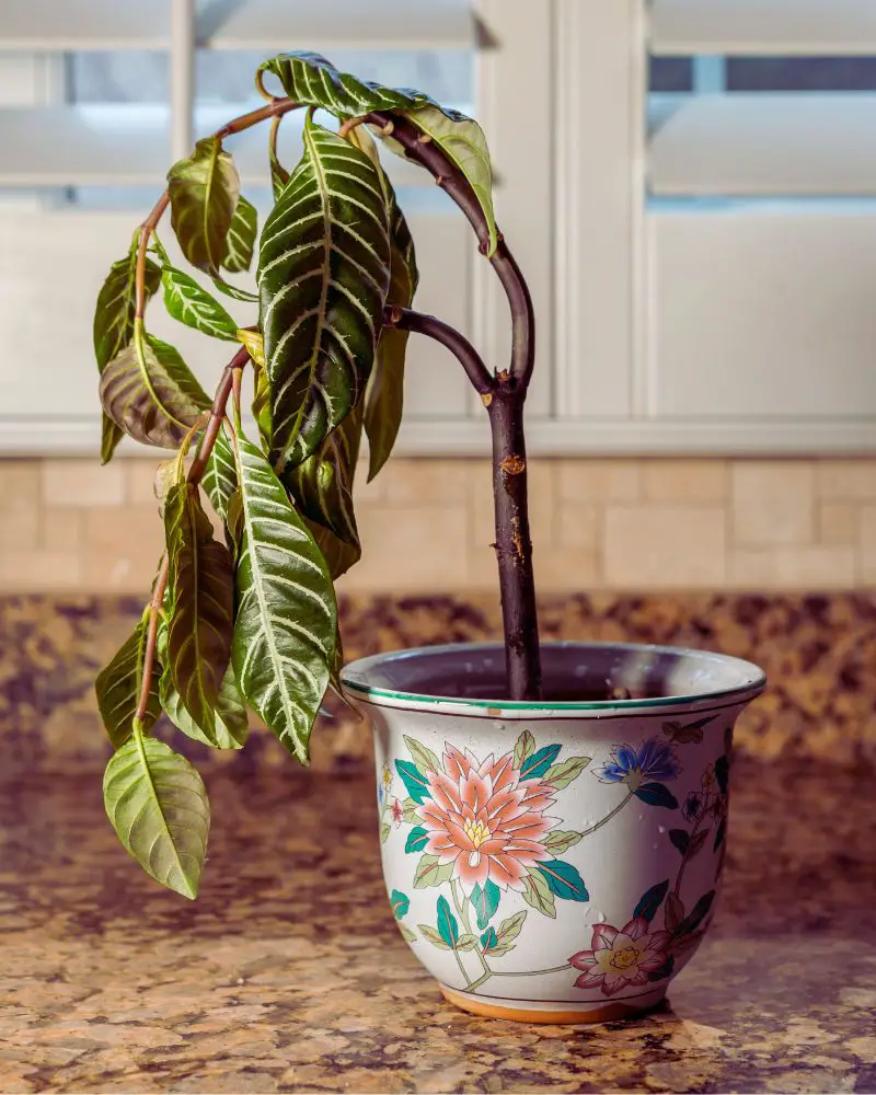 a plant in a pot