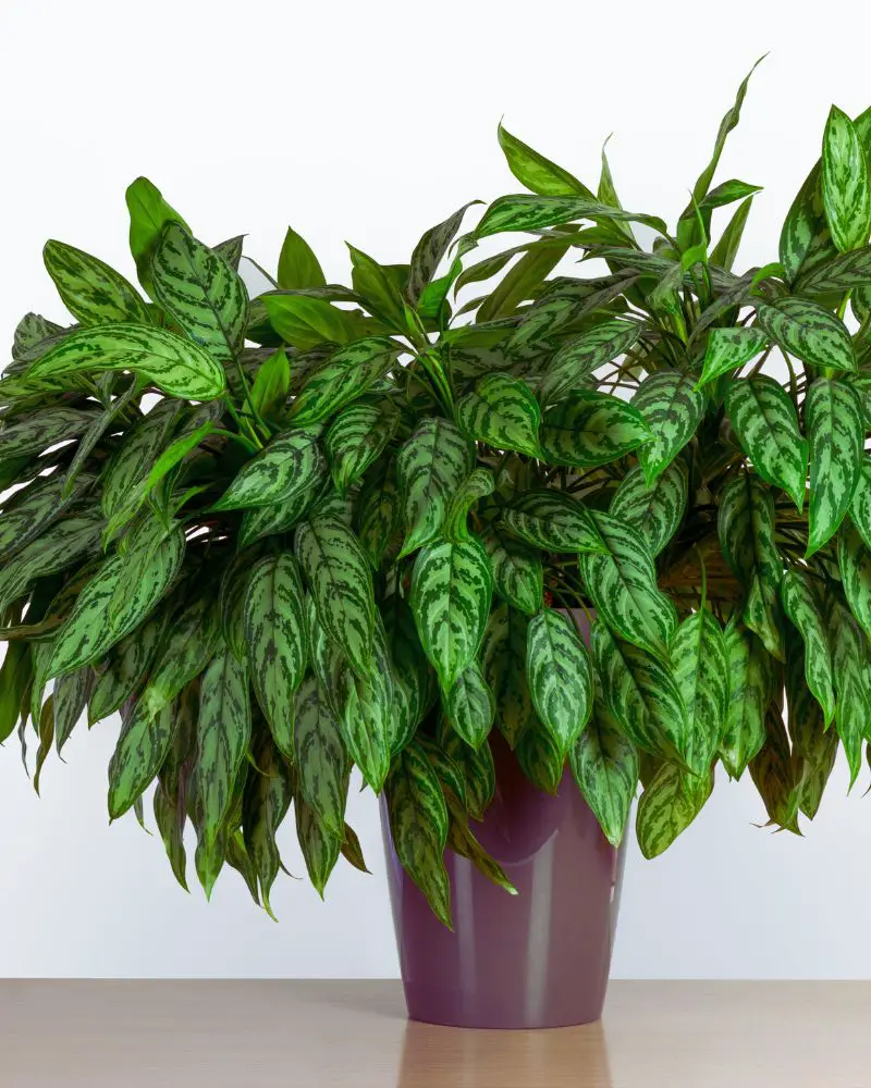 a potted plant with green leaves after someone learned how to propagate aglaonema pictum tricolor plant