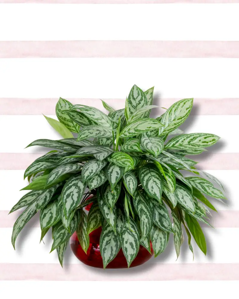 a green plant in a red pot known as Chinese evergreen and can be grown after reading How to Propagate Aglaonem Pictum Tricolo