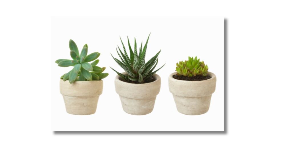 a group of potted succulent plants to answer the question Are succulents perennials?